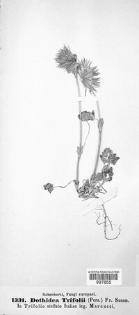 Polythrincium trifolii image